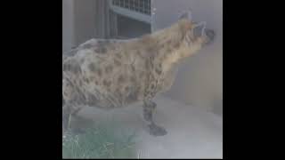 天王寺動物園 ブチハイエナ 愛さん 帰宅 Spotted hyena