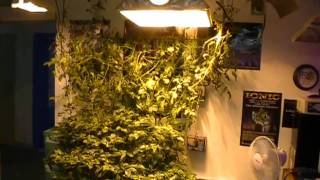 Aeroponics, Maxx Power's Grow Maxx 21 Site Aero System. Week 11