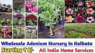 grafted adenium plant online sell very cheap price #tamil #flowers #gardening