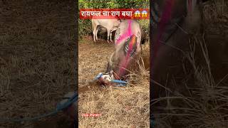 रायफल बैलाचा राग बघा किती आहे 😱😱 #हिंदकेसरी #रायफल #8181 #video #viralvideo #बैलगाडा