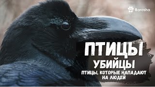 ⚡ Птицы-убийцы ⚡Птицы, которые нападают на людей