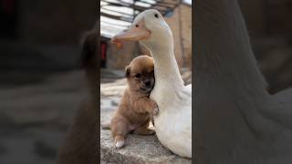 love like real mom #catvideos #funnycats #funnyvideo #catvideos #funnyanimals #dog #dogs