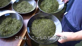 日本のお茶作り 2022 / Japanese Tea Production 2022 in Shizuoka