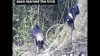 Chimpanzees have family traditions