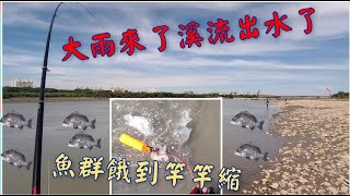 ☆磯釣☆ 熟悉的河口，熟悉的魚種，想不到咬口這樣好！ #李曉漁   #磯釣   #頭前溪