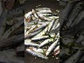 sardines sardele 🎣 best recipe…