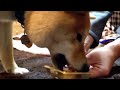 はじめてのクリスマスケーキ！柴犬の子犬どんぐり。 first christmas cake puppy shiba inu donguri.