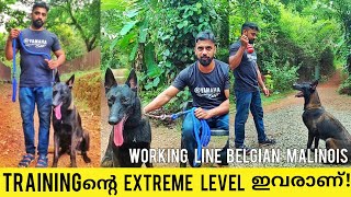 അടിപൊളി Working Line Belgian Malinoisനെ കാണാം! Belgian Malinois Malayalam | Belgian Malinois |