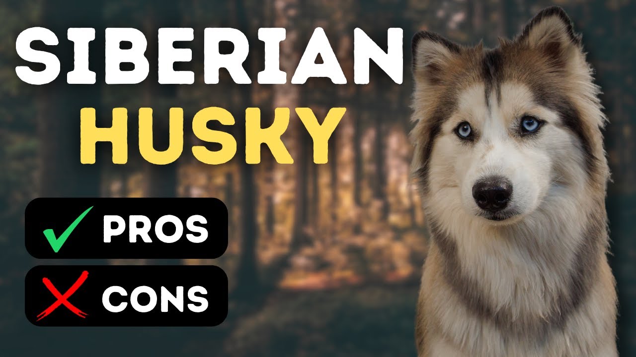 Pros And Cons Of Owning A Husky! | Should You Really Get A Siberian ...