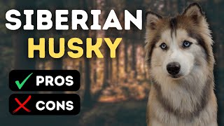 Pros and Cons of owning a husky! | Should you really get a Siberian Husky?