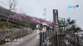 2025 02 05 南投竹山鎮八卦茶園