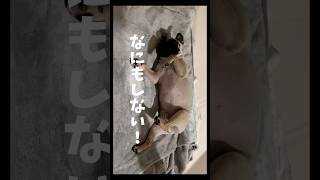 パグってほんとに何もしないんです。特に冬になると動かなくなる生き物です。#パグ #犬 #鼻ぺちゃ #パグ部 #pug #pugslife #dogsoftiktok