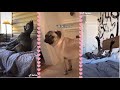 Funny Dogs Compilation Videos | Try not to Laugh 😂 | Fluffyfun