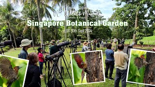 Singapore Botanical Garden Banded Woodpecker vLOG Sept