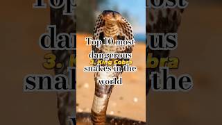 વિશ્વના ટોચના 10 સૌથી ભયંકર સાપ #snake #famous #top #reels #reelsindiatrendingshorts