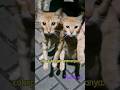 triplets cat #shortsfeed #foryou #short#shorts#shortvideo #shortsvideo #cat #catlovers #tewee mi