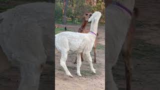 Alpaca fight/ 喧嘩するアルパカ