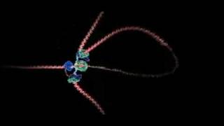DNA Replication Real Time!