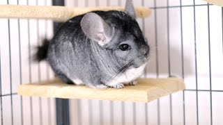 Cute Squeaky Chinchillas Talk To Each Other!