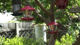 Dozen or so Goldfinches on the feeders today! 09/14/14 :D