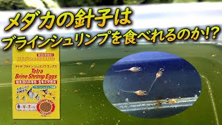 孵化したばかりのメダカの針子（稚魚）はブラインシュリンプを食べられるのか検証【アクアリウム室内水槽】