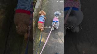 どうしてこんなに可愛いの？#shorts #保護犬 #トイプー多頭飼い #元保護犬 #元繁殖犬 #犬のいる生活 #繁殖引退犬