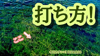 【今日のナンコ！2024.8.26】打ち方！【琵琶湖バス釣り】