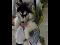 น้องจะไปลอยกระทงฮะ siberianhusky ไซบีเรียนฮัสกี้ น่ารัก สุนัข หมา สัตว์เลี้ยง ลอยกระทง