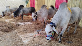 narasaraopet bull competition మార్తల చంద్ర ఓబుల్ రెడ్డి గారు చౌటపల్లి గ్రామం ప్రొద్దుటూరు మండలం కడప