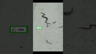 আগে কোন দিন দেখিনি যে সাপের বাচ্চা দেয়।।I have never seen a baby snake before।।