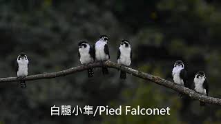 白腿小隼(熊猫鳥)/Pied Falconet