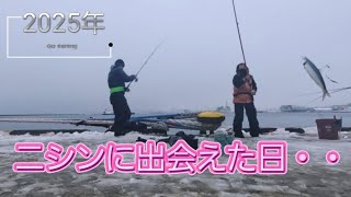 【北海道釣り】ニシン 小樽 ニシン釣り