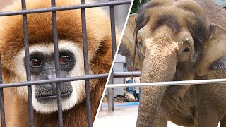 テナガザルと日本で唯一のボルネオゾウのふくちゃん（Lar gibbon and Fuku-chan, the only Borneo elephant in Japan）　福山市立動物園　202205