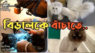 বিড়ালকে বাঁচাতে | Persian cat grooming | Persian cat trimmed | Persian Cat | MiniS Family |