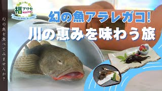 福アワセ「幻の魚アラレガコ！川の恵みを味わう旅～福井市・永平寺町～」（令和7年1月1日更新）