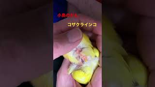 インコのがん　甲状腺腫瘍