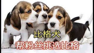 逛农村大狗市，帮粉丝挑选比格犬，真的很漂亮，快来看看吧