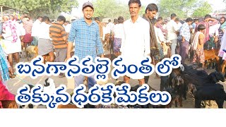 శుక్రవారం బనగానపల్లె మేకల సంత | Banaganapalle Friday market @proddaturtraveller