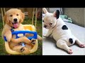 Cute Puppies 😍 Cute Funny and Smart Dogs Compilation #19 | Cute Buddy