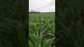 PIONEER3585 PW 45days na malinis walang uod@pinayfarmer1196 #cornfarming #cornfield