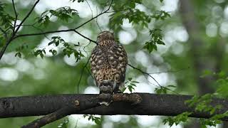 2021/07/13 オオタカ 幼鳥 午後リラックスモードNorthernGoshawk