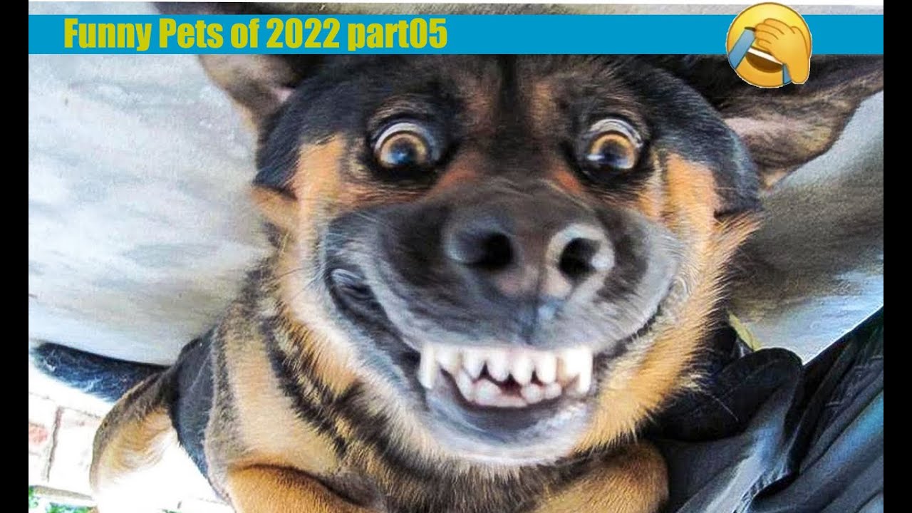 Cats And Dogs Funny Latest Collection 2022 Part 5 Youtube