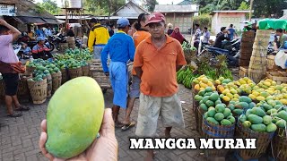 BELI MANGGA GADUNG SATU KERANJANG SAMBIL ICIPI MANGGA TERMAHAL DI PASREPAN PASURUAN