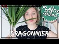 🌿 Le Dragonnier : entretien, arrosage et exposition #laplantedelasemaine​