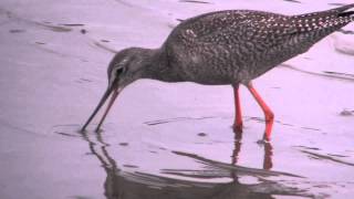 野鳥撮影・ ツルシギのアップ　Spotted Redshank