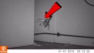 4 minutes of MICE avoiding Traps (mice are smart)