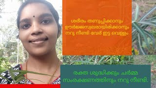 ശരീരത്തിലെ ചൂട് കുറയ്ക്കാനും ശരീര സൗന്ദര്യം വർദ്ധിപ്പിക്കാനും  നറു നീണ്ടി ദിവസവും ഉപയോഗിക്കൂ