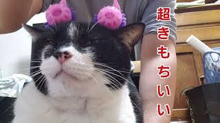 黒白猫ますちゃん、美顔ローラーを使ってみる　The tuxedo cat Masuo uses facial roller.