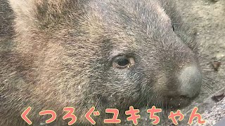 【wombat】くつろぐユキちゃん☆(Relaxing, Yuki)