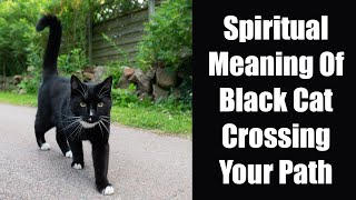 Spiritual Meaning Of Black Cat Crossing Your Path | Black Cat Astrology